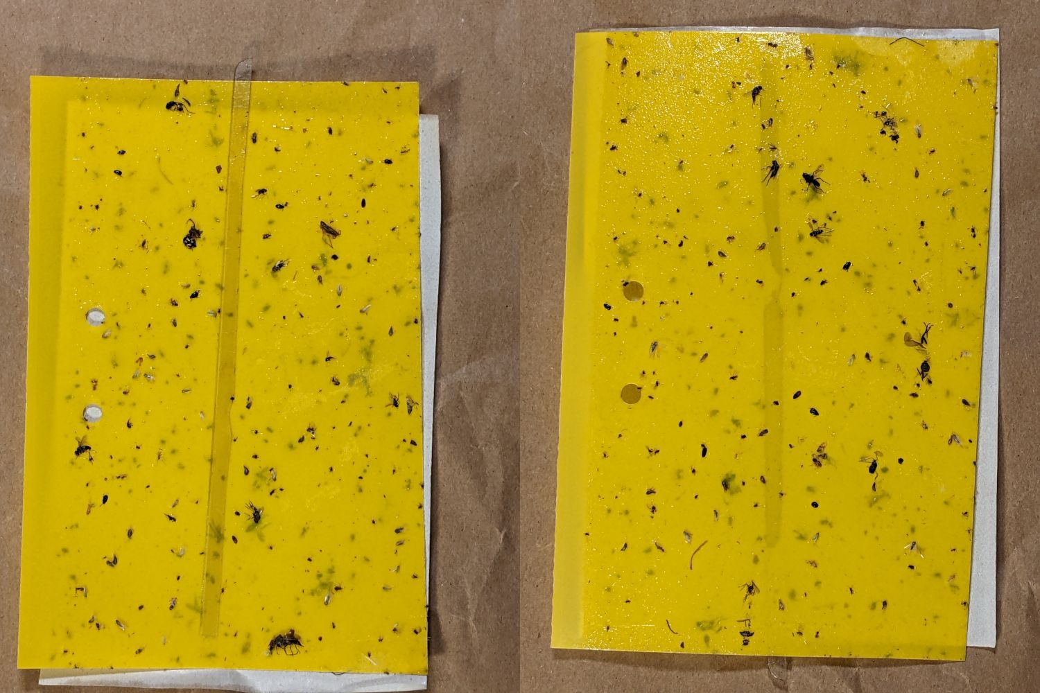 VCCG Onion Card C - 2022-07-17