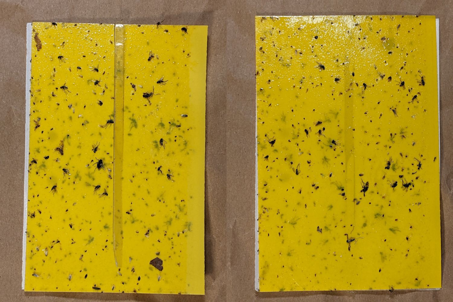 VCCG Onion Card E - 2022-07-17