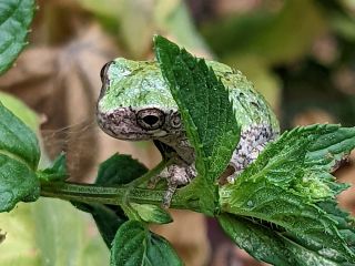 Tree Frog Season