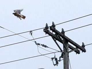 Red Oaks Mill Eagle