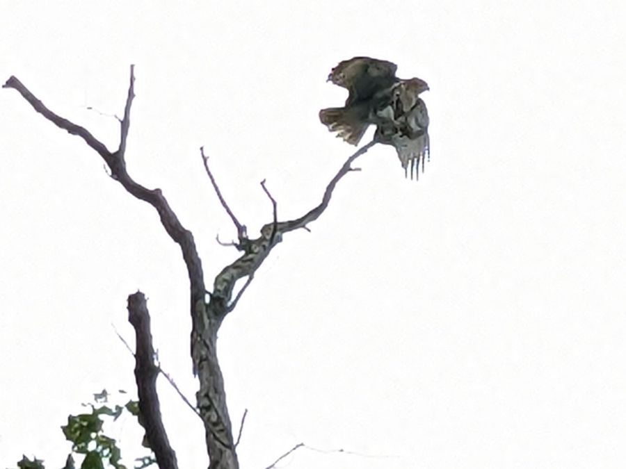 Red Oaks Mill Eagle - C