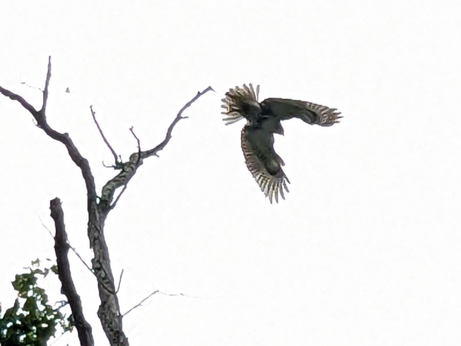 Red Oaks Mill Eagle - D