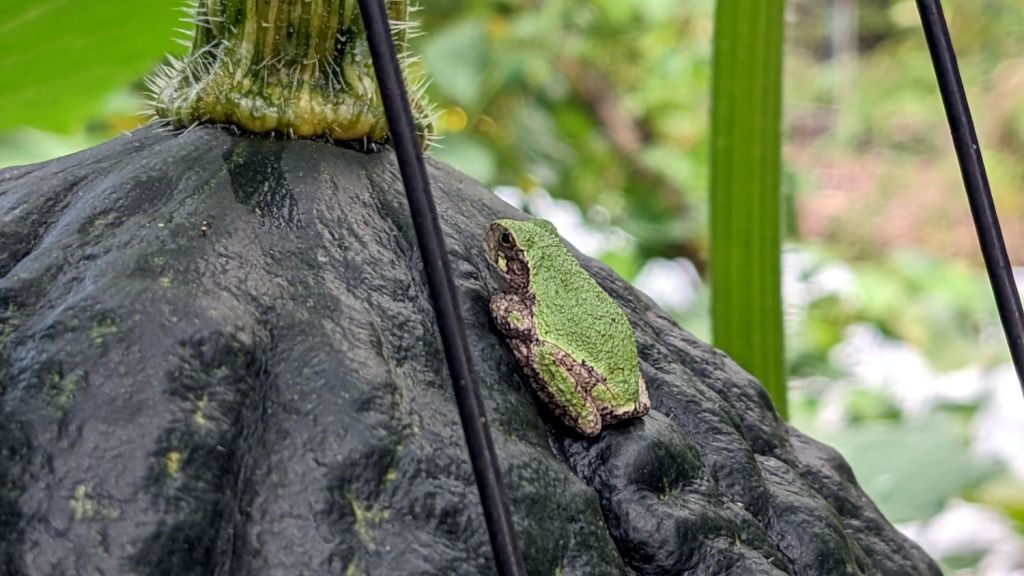 Squash Frog