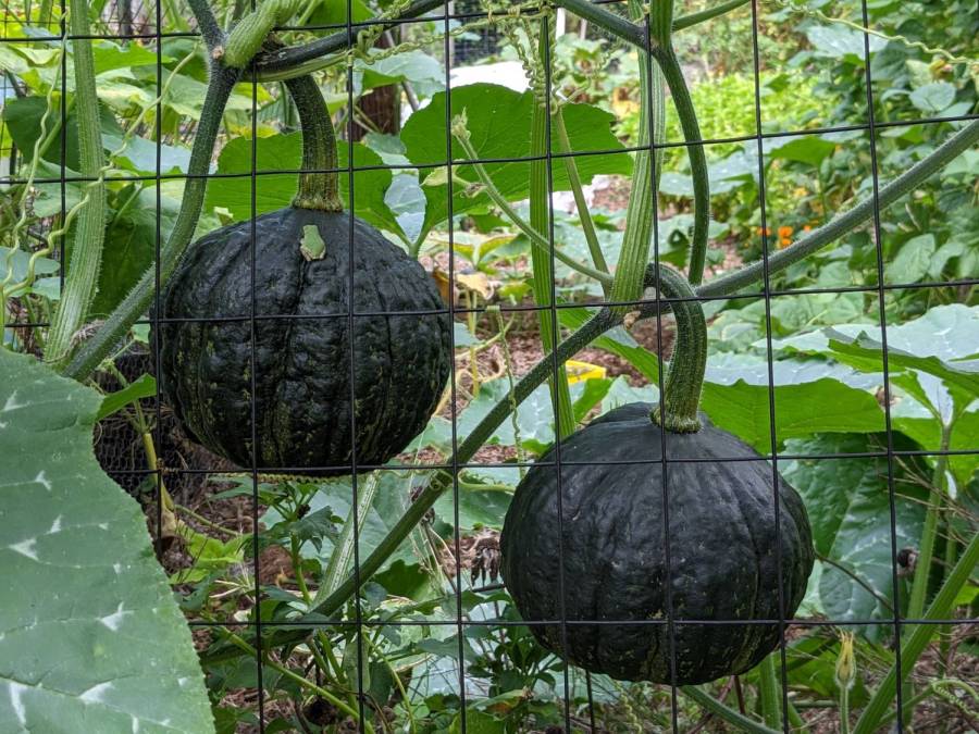 Tree frog on squash - overview