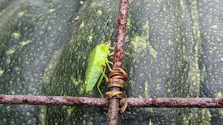 Green stink bug on squash