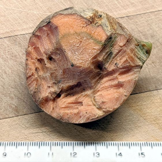 Rodent-approved Carrot