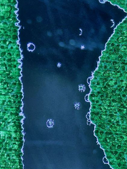 Holly Coaster - mirror speckles detail