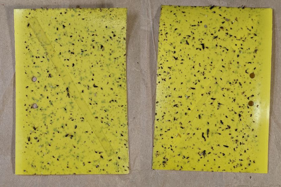 VCCG Onion Card - plot B - 2022-11