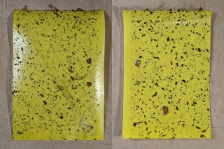 Onion Maggot Flies vs. Sticky Traps: Season Finale