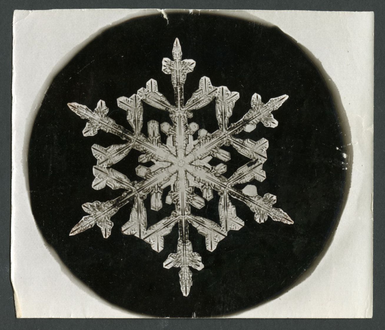 Wilson Bentley Photomicrograph of Dendrite Star Snowflake No. 842 - SIA-SIA2013-09114 - rescaled