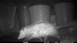 The Early Opossum