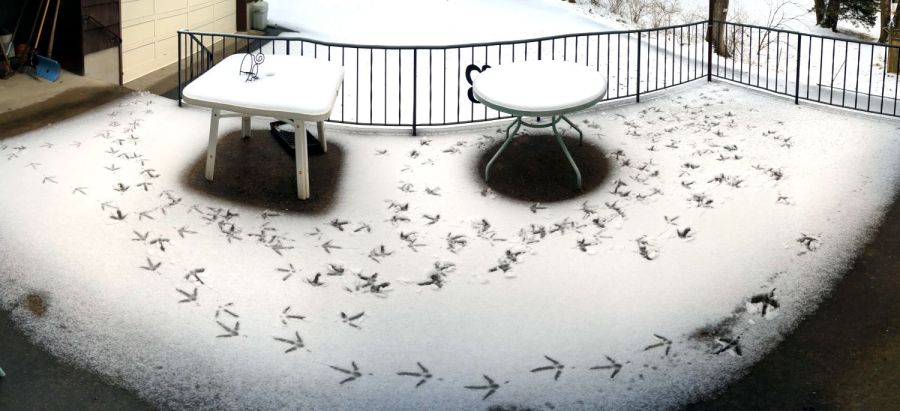 Turkey tracks on the patio