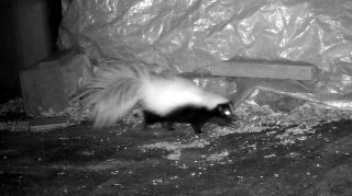 Trail Camera: Skunk