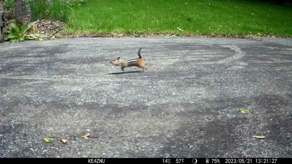 Chipmunk Sprint Speed