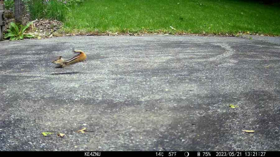 Chipmunk Run - 0059