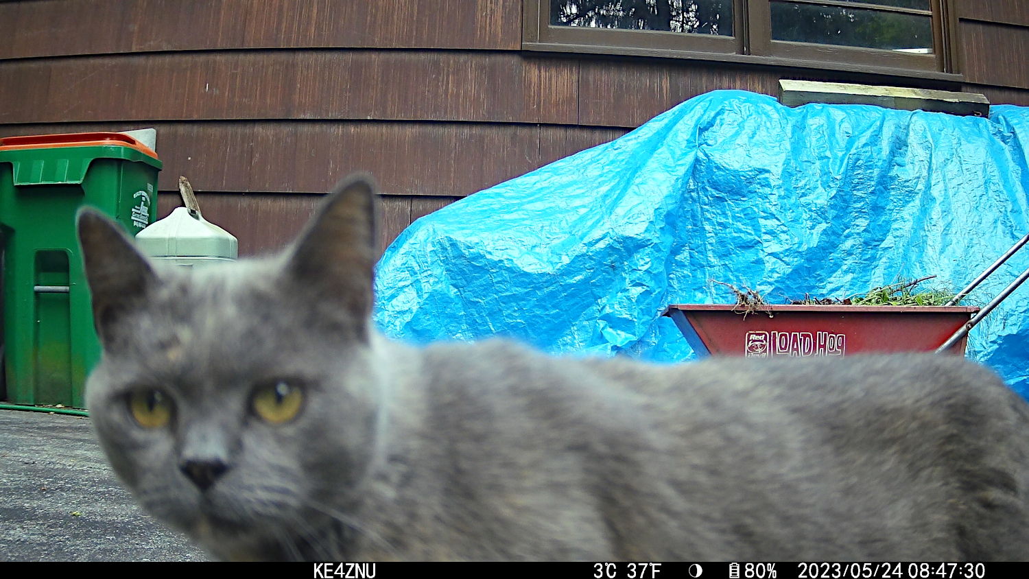 Gray Cat - 2023-05-23