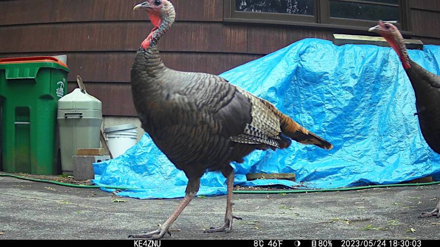 IM_00178 - Turkey parade - 2023-05-24