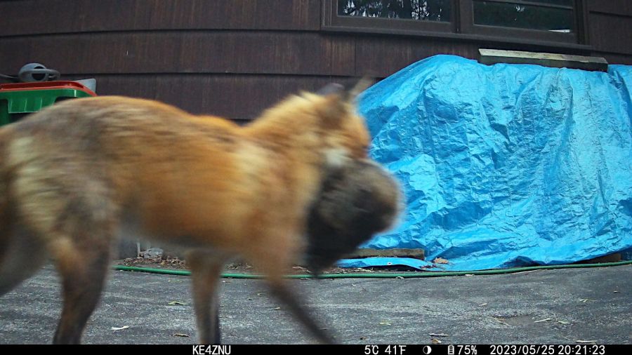 IM_00307 - Fox with supper - 2023-05-25