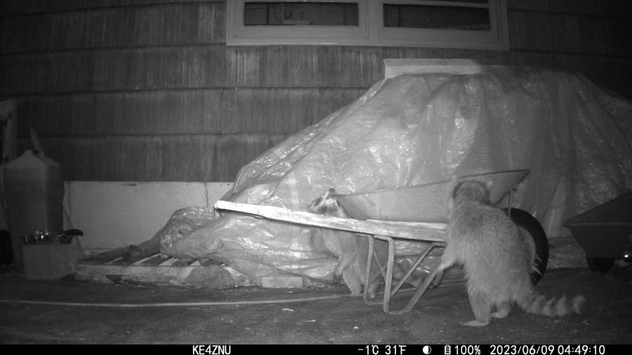 Raccoons vs wheelbarrow - 2023-06-09