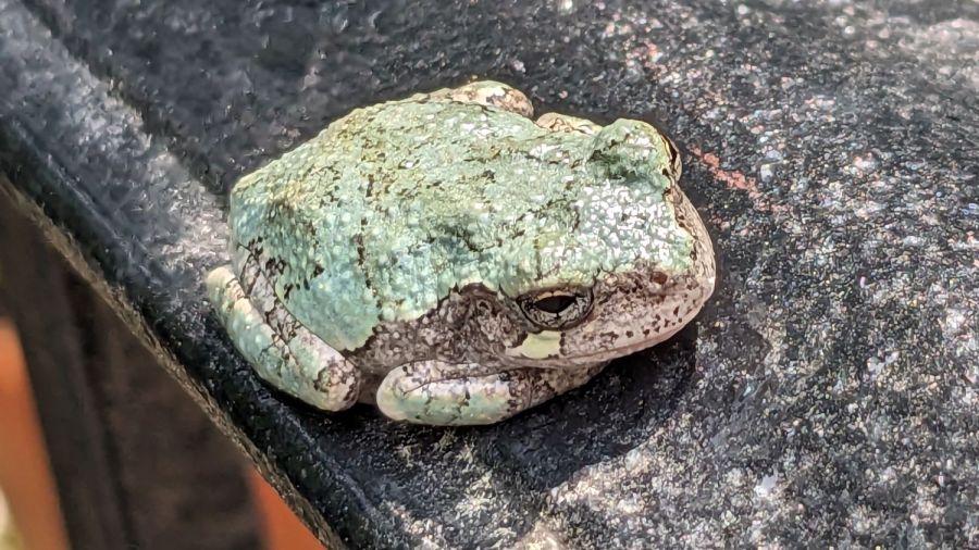 Tree frog - sun on railing