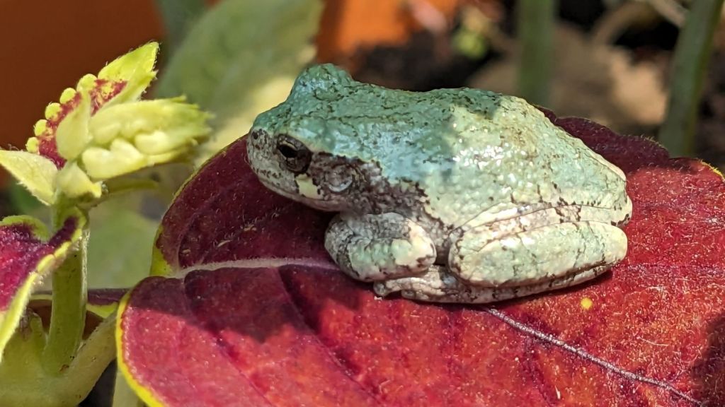 Tree Frog: I Know What I&nbsp;Like