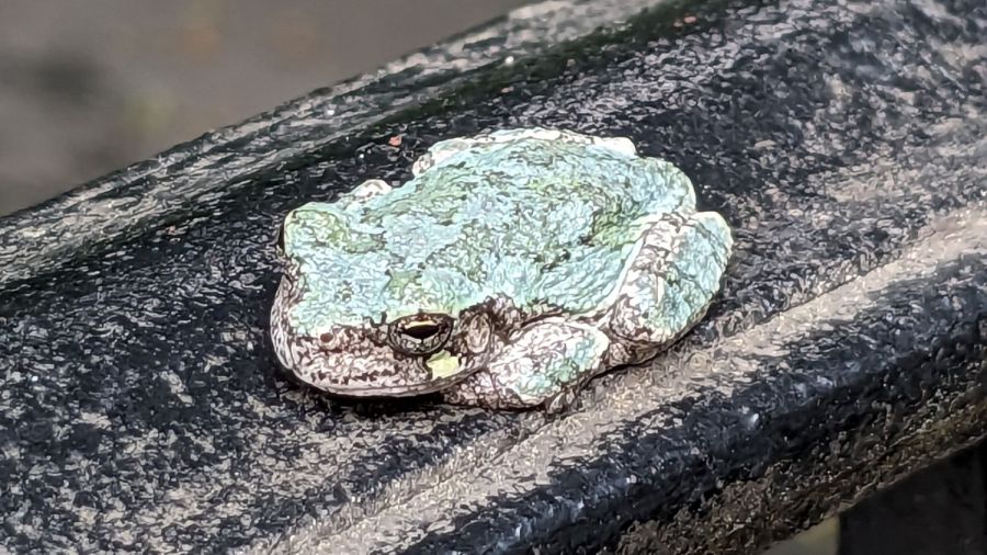 Tree frog - back on the railing