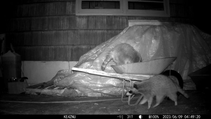 Raccoons around wheelbarrow - 2023-06-09