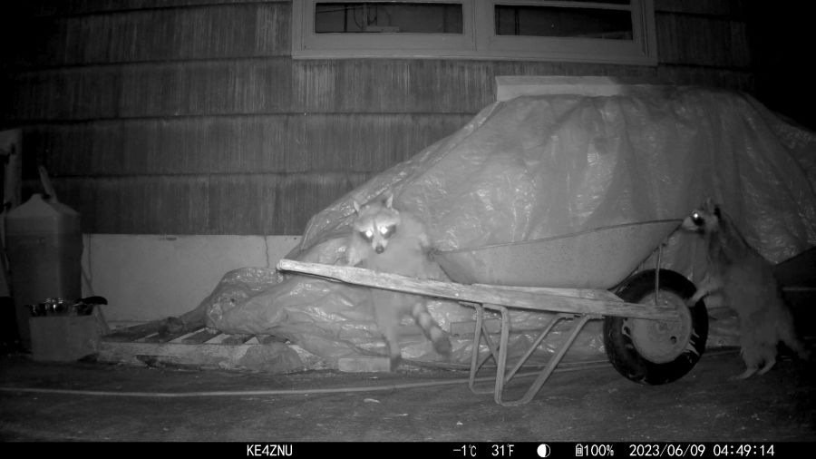 Raccoons in wheelbarrow - 2023-06-09