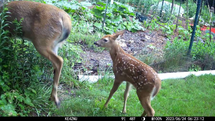 Back yard deer - new fawn - 2023-06-24