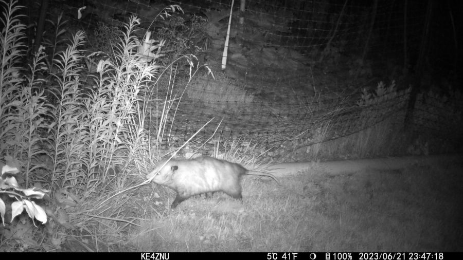 IM_00003 - Midnight opossum - 2023-06-21