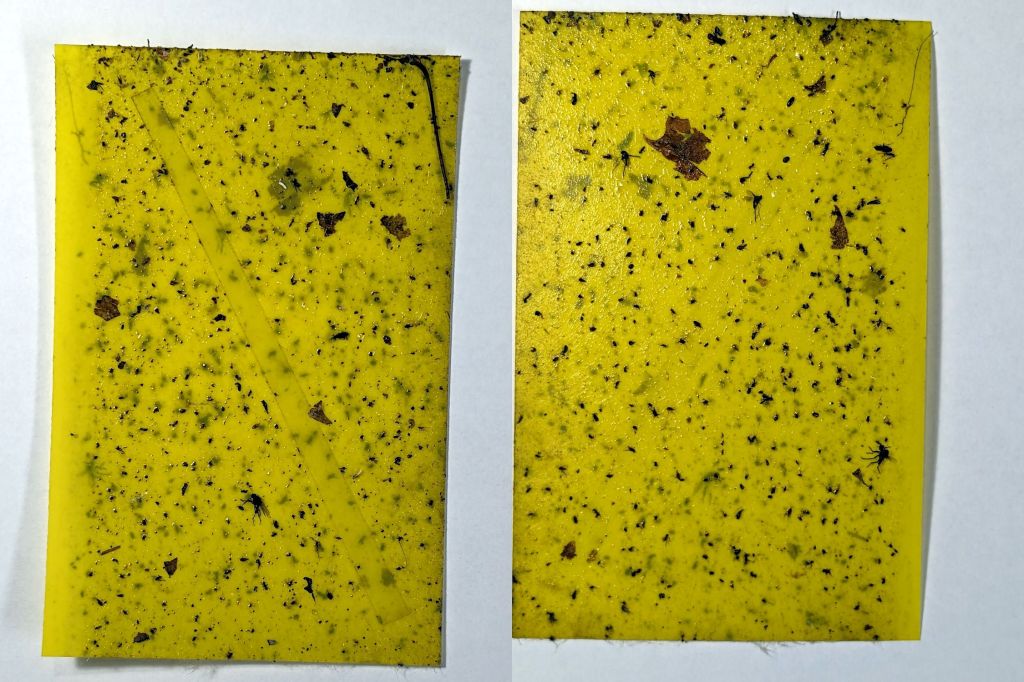 Onion Maggot Fly vs. Sticky Traps: Season 3 Round&nbsp;1