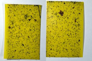 Onion Maggot Fly vs. Sticky Traps: Season 3 Round 1