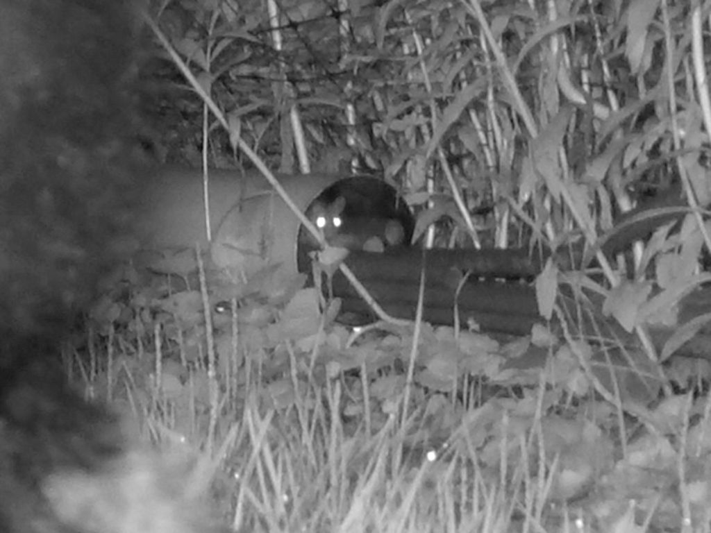 Foraging Skunk, Cautious&nbsp;Mouse