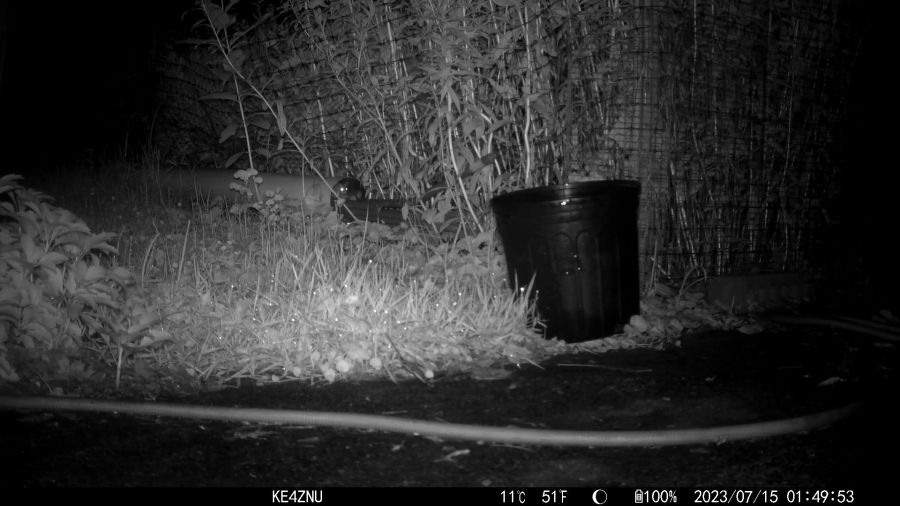 Skunk and Mouse - mouse keeping watch - 2023-07-15 01-49-53