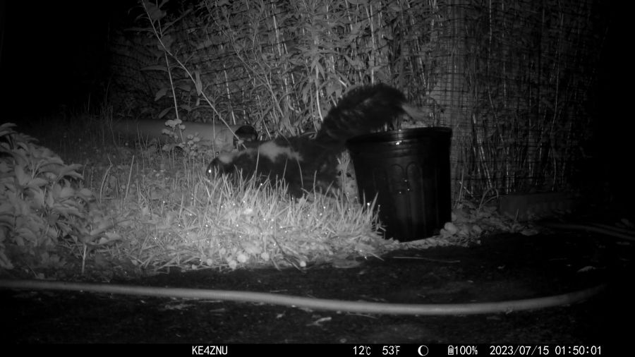 Skunk and Mouse - skunk - hidden mouse - 2023-07-15 01-50-01