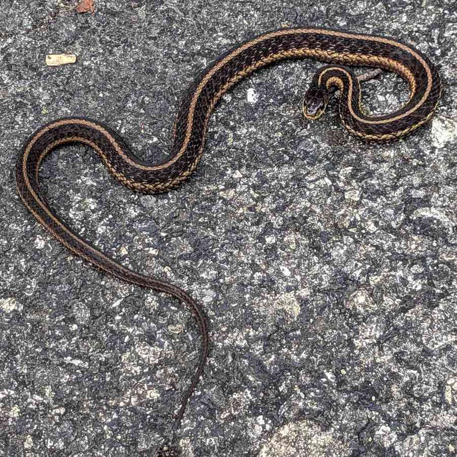 Garter snake on the alert