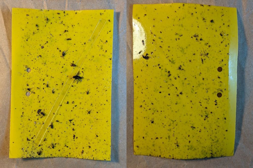 Onion Maggot Fly vs. Sticky Traps: Season 3&nbsp;Finale