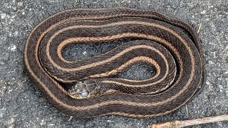 Garter Snake: Garbage Can Guardian