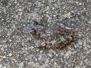 Gray Tree Frog: Urban Camo