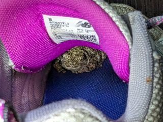 The Tree Frog&nbsp;Insists