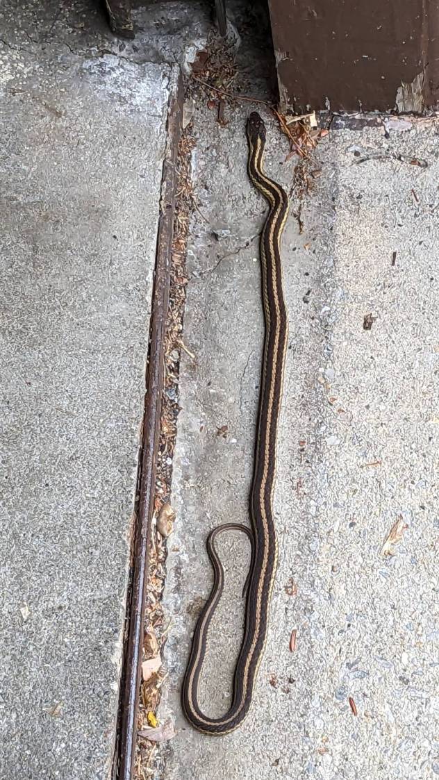 Garter Snake Garage Door Refuge The Smell of Molten Projects in the