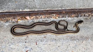 Garter Snake: Garage Door&nbsp;Refuge