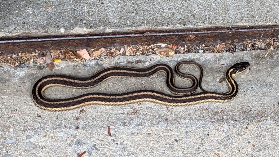 Garter snake under garage door seal - B