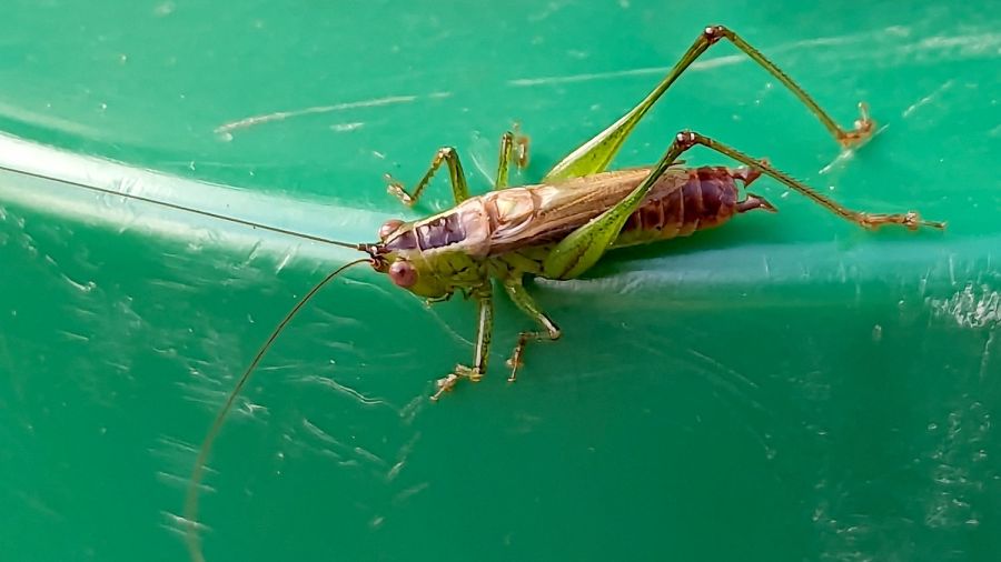 Short-winged Meadow Katydid