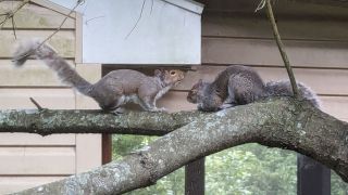 Squirrels Need Sleep, Too