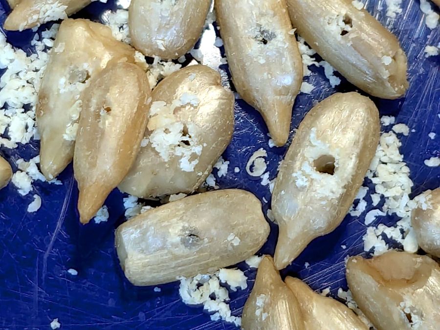 Sunflower seeds - drilled