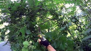 Rail Trail Brush Clearing
