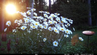Daisies Dancing