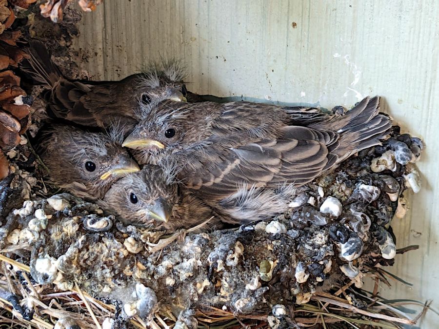 House Finch chicks - pre-fledging - 2024-05-18