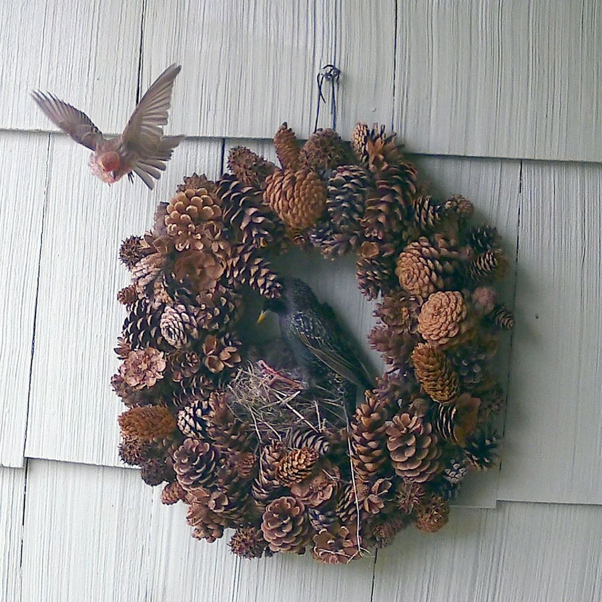 Finch Projects House Finch Nesting Attempts – The Smell of Molten Projects in the Morning